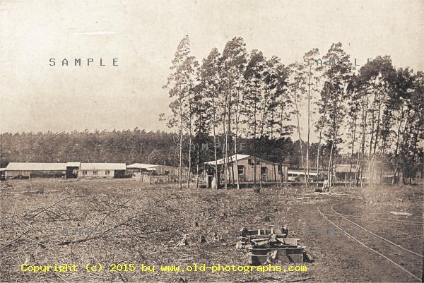 Black Wattle Plantation