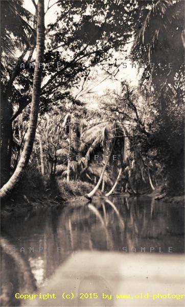 Jamaican tropical swamp