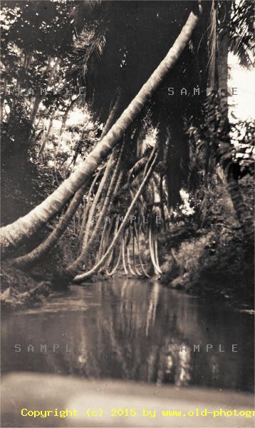 Jamaican tropical swamp