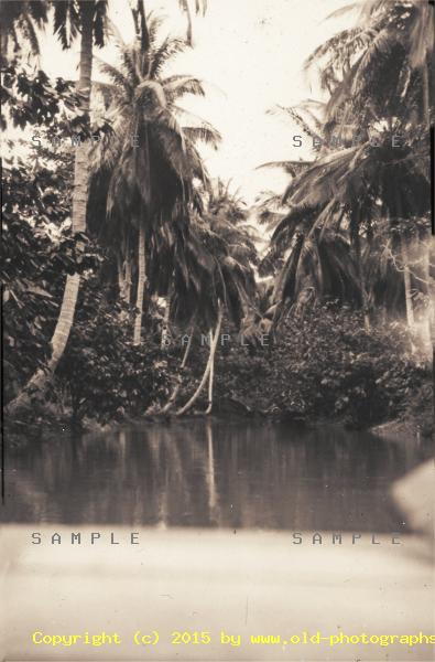 Jamaican tropical swamp