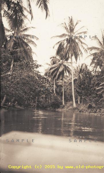 Jamaican tropical swamp