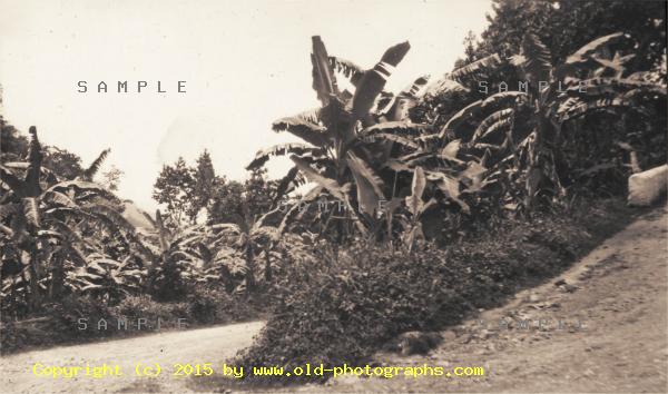 Road with banana trees