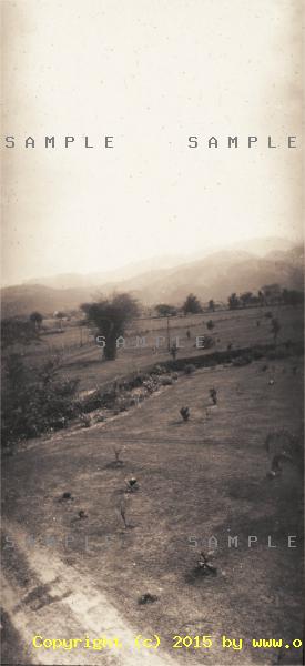 Small palm trees in a field